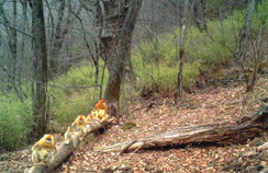 【西安生态日】首个“西安生态日”启动 秦岭生态情形；；ひ刈